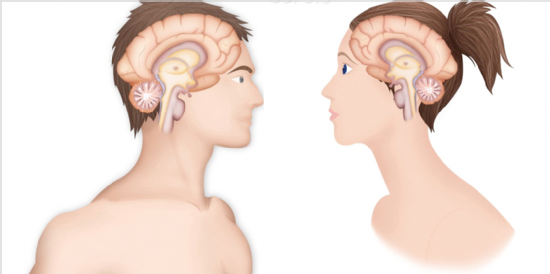 cerebro de hombre y de mujer